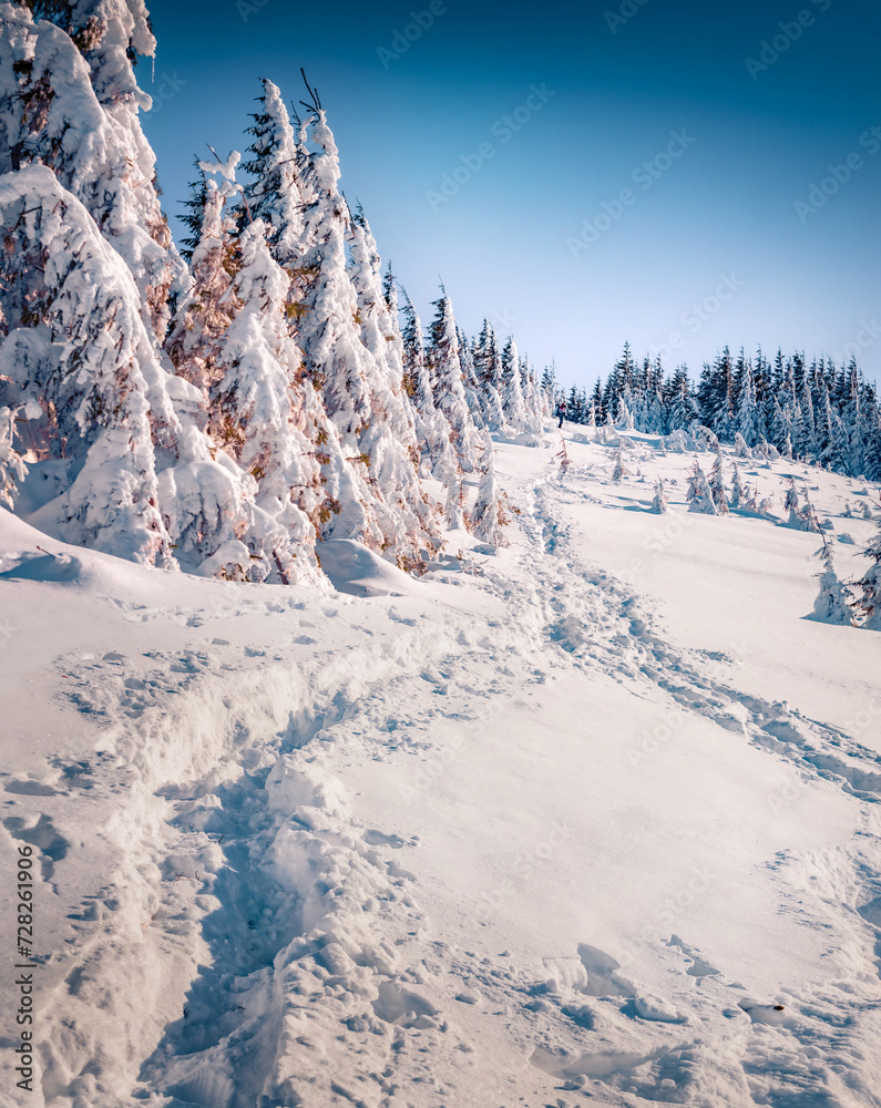 Obraz premium Trekking in the snowy meadow. Sunny winter scene of Carpathian mountains with tourists footsteps, Ukraine, Europe. Fir tree on the slope on snowy meadow. Christmas postcard.