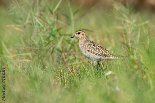 Close up of Pacific Golden plover bird in the grass