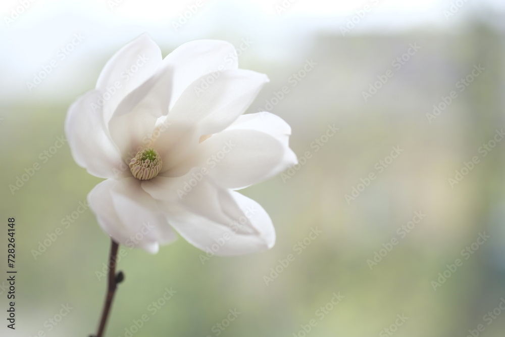 Obraz premium One white magnolia flower on a branch.