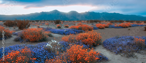Colorful wildflowers in spring time at Anza Borrego state park, California. photo
