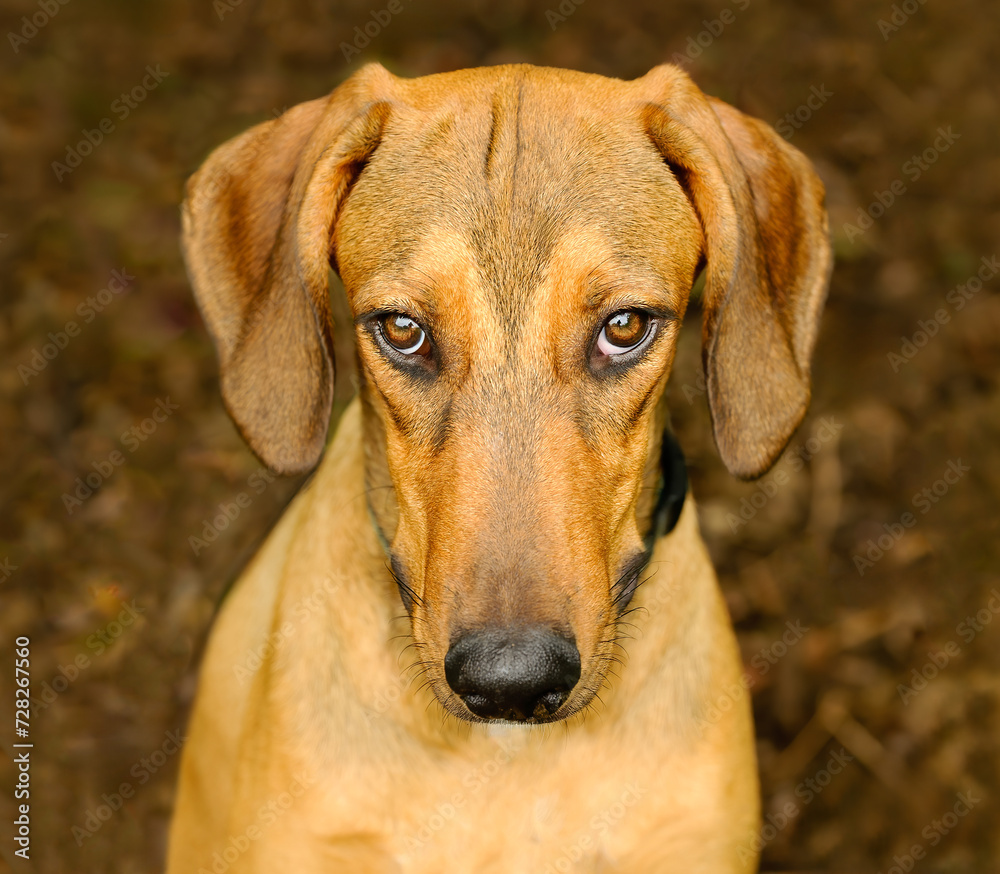 Dog Guilty Animal Shy Naughty Funny Sad Long Face Closeup Vertical Image
