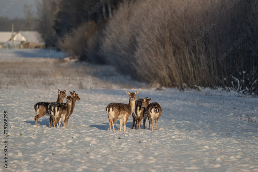 Naklejka premium A bunch of fallow deers in the field on a cold winter day