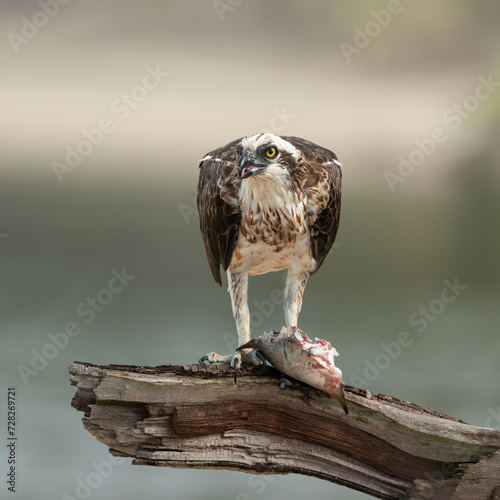 An osprey looking around while perched on a dead branch and eating a fish it has caught in Cudgen Creek at Hasting's Point in New South Wales, Australia. photo