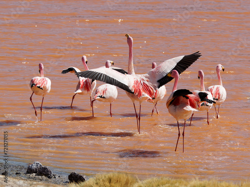 James' Flamingos, Laguna Colorada, Bolivia photo