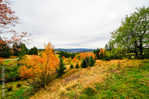 Fototapeta Naklejka Na Ścianę i Meble -  Landscape in autumn at Feldberg in the Black Forest. Feldbergsteig hiking trail. Nature in the Breisgau-Hochschwarzwald district in Baden-Württemberg.

