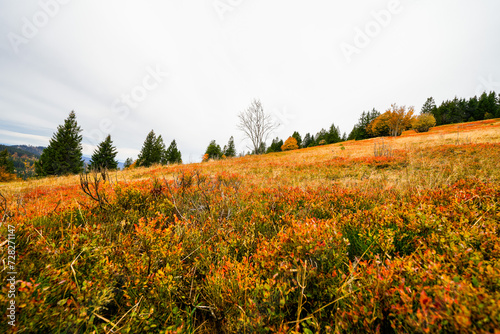 Landscape in autumn at Feldberg in the Black Forest. Feldbergsteig hiking trail. Nature in the Breisgau-Hochschwarzwald district in Baden-Württemberg.
 photo