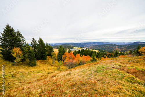 Landscape in autumn at Feldberg in the Black Forest. Feldbergsteig hiking trail. Nature in the Breisgau-Hochschwarzwald district in Baden-Württemberg. 