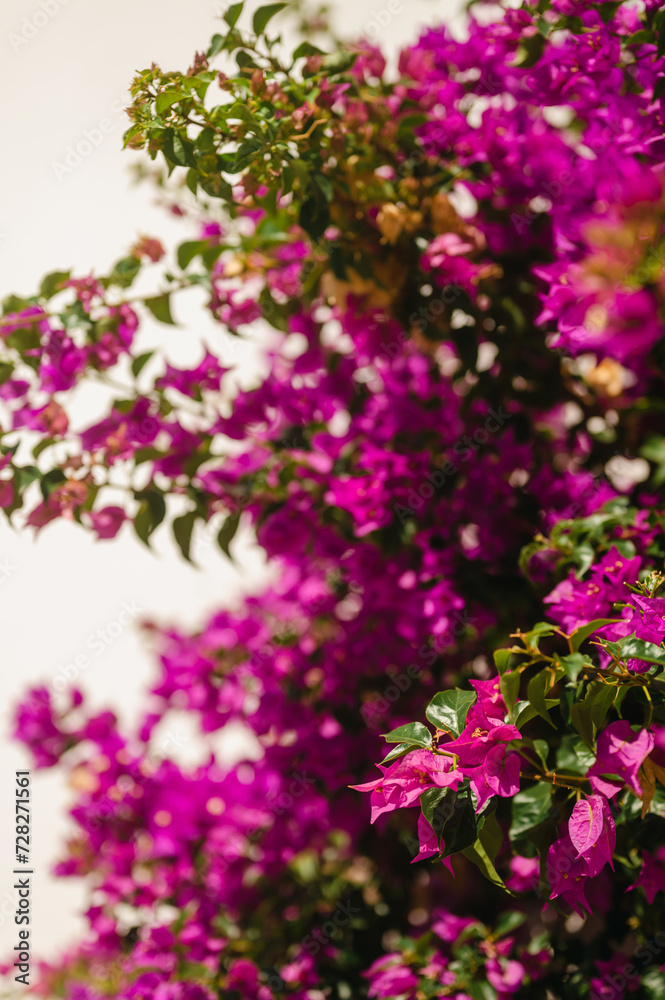Pink Bougainvillea flowers growing in sunlight in Greece Pink Bougainvillea flowers growing in sunlight in Greece
