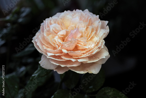 Rose flower in the garden