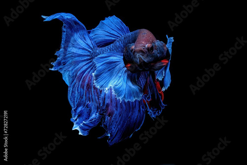 Blue betta fish on black background photo