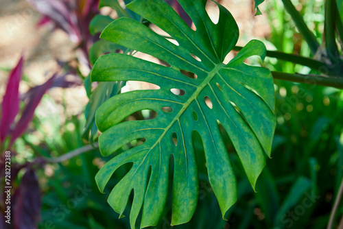 Close-up of green Monstera Philodendron leaves