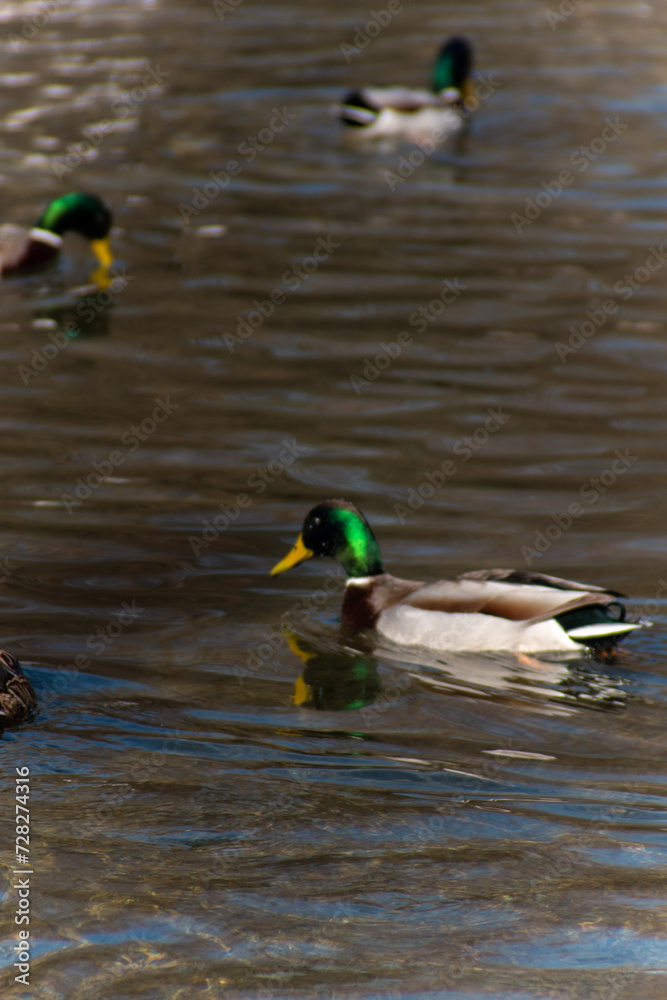 duck in the pond duck in the pond