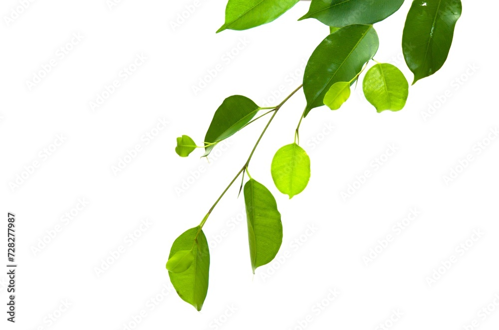 Ficus Benjamina green leaves isolated on white Background. Ficus Benjamina green leaves isolated on white Background.