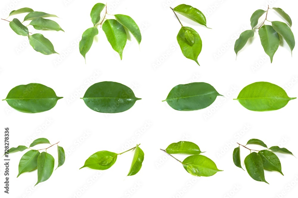 Set Photo of Ficus Benjamina green leaves isolated on white Background. Set Photo of Ficus Benjamina green leaves isolated on white Background.