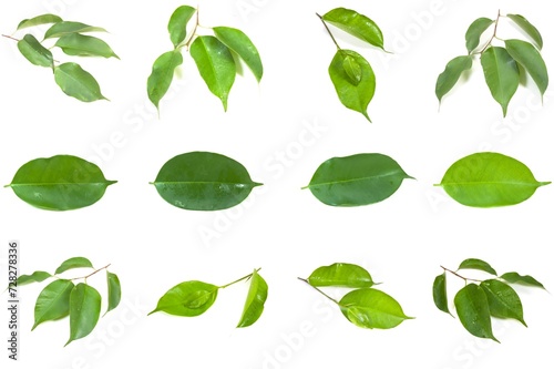 Set Photo of Ficus Benjamina green leaves isolated on white Background.
