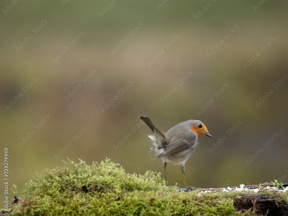 Rotkehlchen (Erithacus rubecula) Rotkehlchen (Erithacus rubecula)
