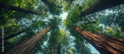 Awe-Inspiring Tall Trees Create a Forest Canopy in this Picturesque Tall Trees Forest Scene photo