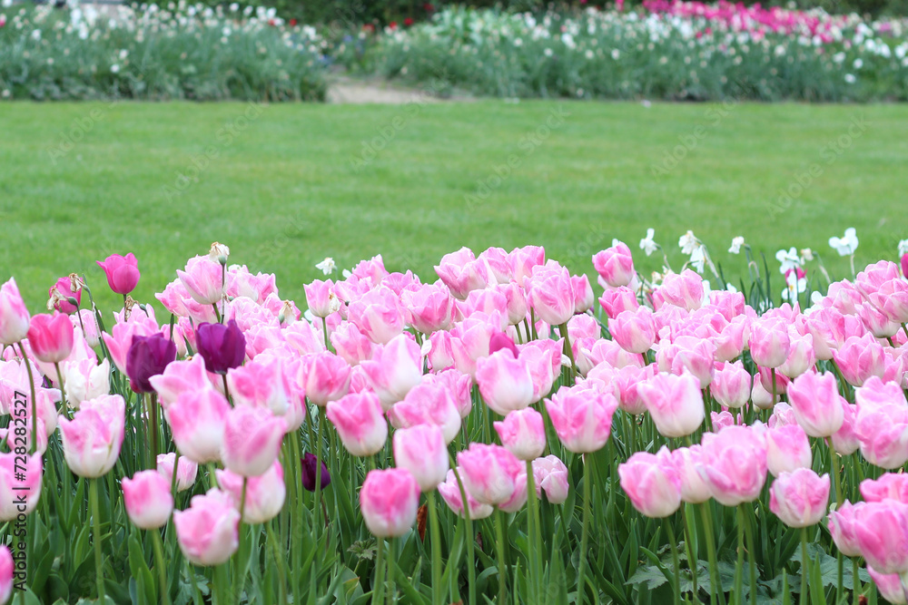 Pink Tulips Growing in Garden, Paris. Fresh Spring Flowers Gardening. Pink Tulips Growing in Garden, Paris. Fresh Spring Flowers Gardening.