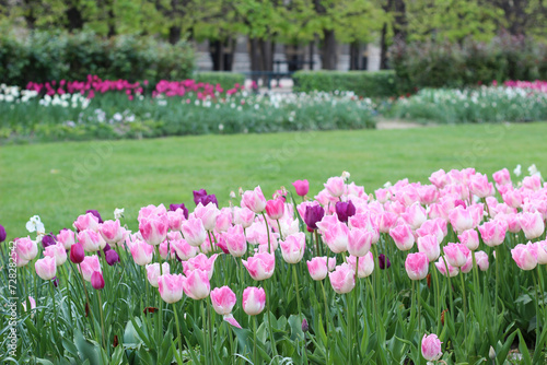 Variety of Tulips Growing in Jardin du Palais Royal (Royal Palace Garden). Paris, France. 