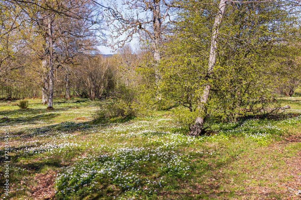 Flowering Wood anemone in a meadow at springtime Flowering Wood anemone in a meadow at springtime
