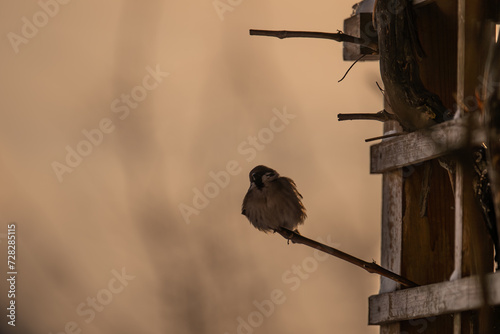 Silhouette of a sparrow, sitting on a branch in the darkness