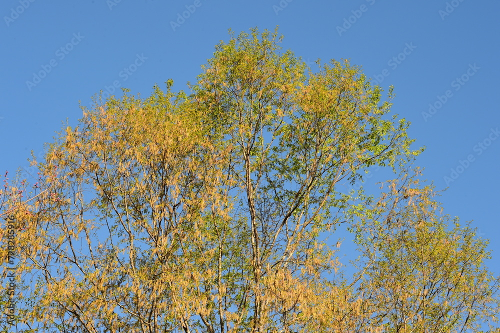 Landscape the big tree with nature background Landscape the big tree with nature background