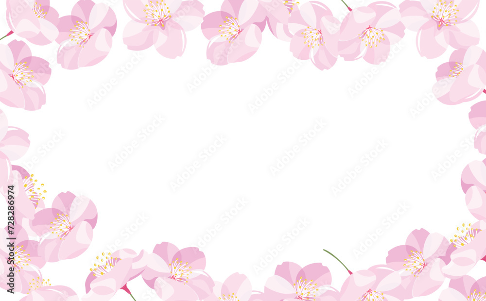 背景やタイトルに使えるシンプルな満開の桜の花びらのコピースペースのある白背景(透過)春フレーム