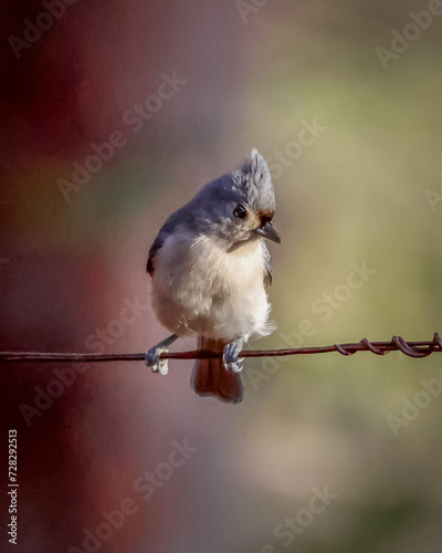 titmouse on wire