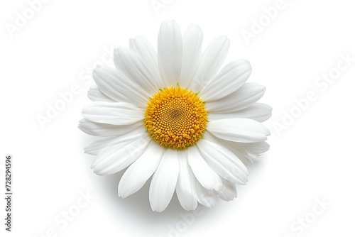 single chamomile flower top view isolated on white background