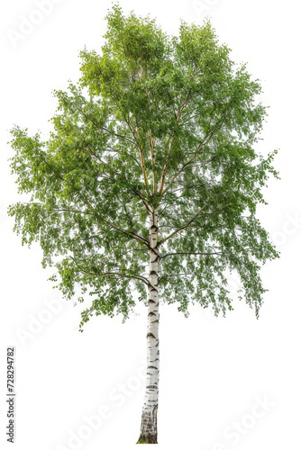 Birch tree isolated on white background
