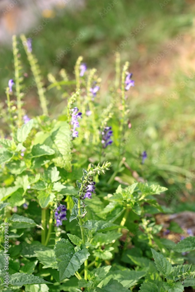 Focus on flowering, Scutellaria lateriflora known as blue skullcap or mad dog skull cap. Traditional medicinal herb native in North America. Focus on flowering, Scutellaria lateriflora known as blue skullcap or mad dog skull cap. Traditional medicinal herb native in North America.