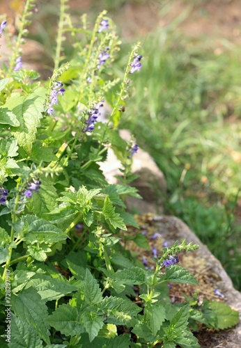 Foto Focus on flowering, Scutellaria lateriflora  known as  blue skullcap or mad dog skull cap