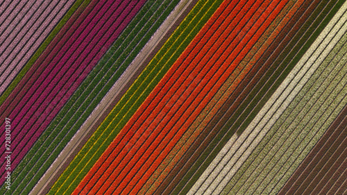 Photography Aerial photo of tulip and flower fields in amsterdam, Holland, Netherlands