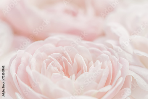 White rose flower petals.Abstract floral background. Soft focus