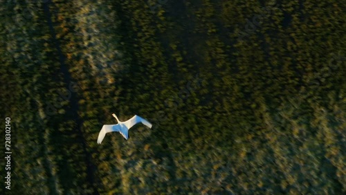 Top down drone tracking shot of majestic white swan flying over lush farm fields photo