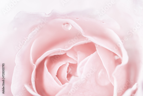 Pink rose flower. Soft focus, abstract floral background.