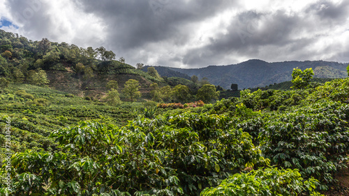 Coffee plantation, Orosi Valley, Costa Rica