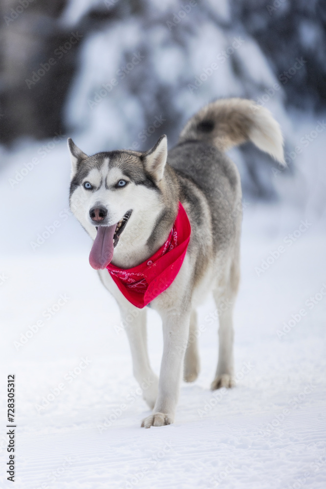 Siberian Husky dog walking, winter forest