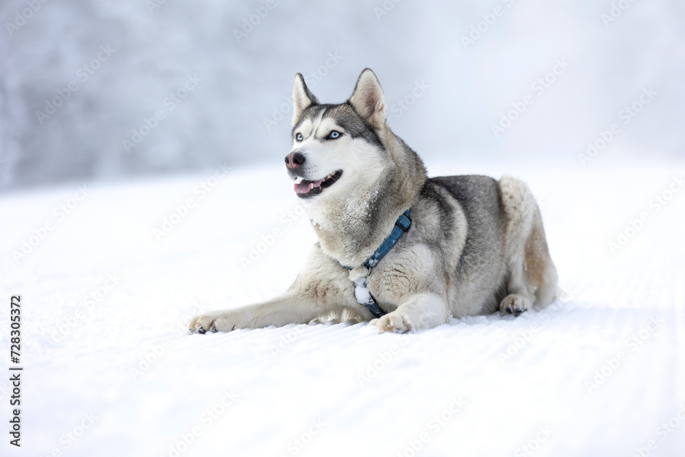 Husky dog lying in snow close-up