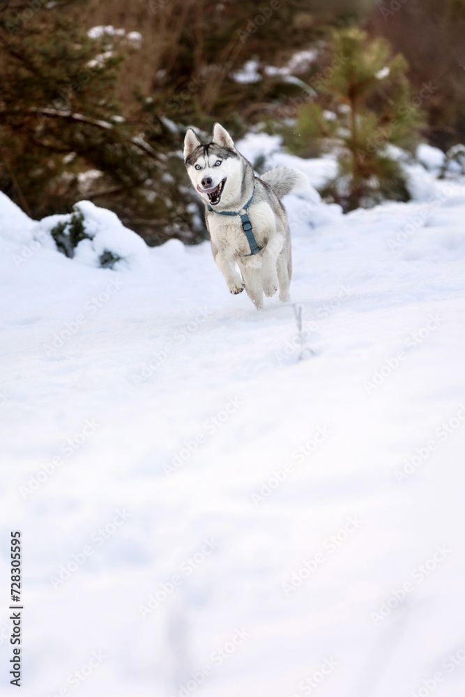 Siberian Husky dog running, winter forest Siberian Husky dog running, winter forest