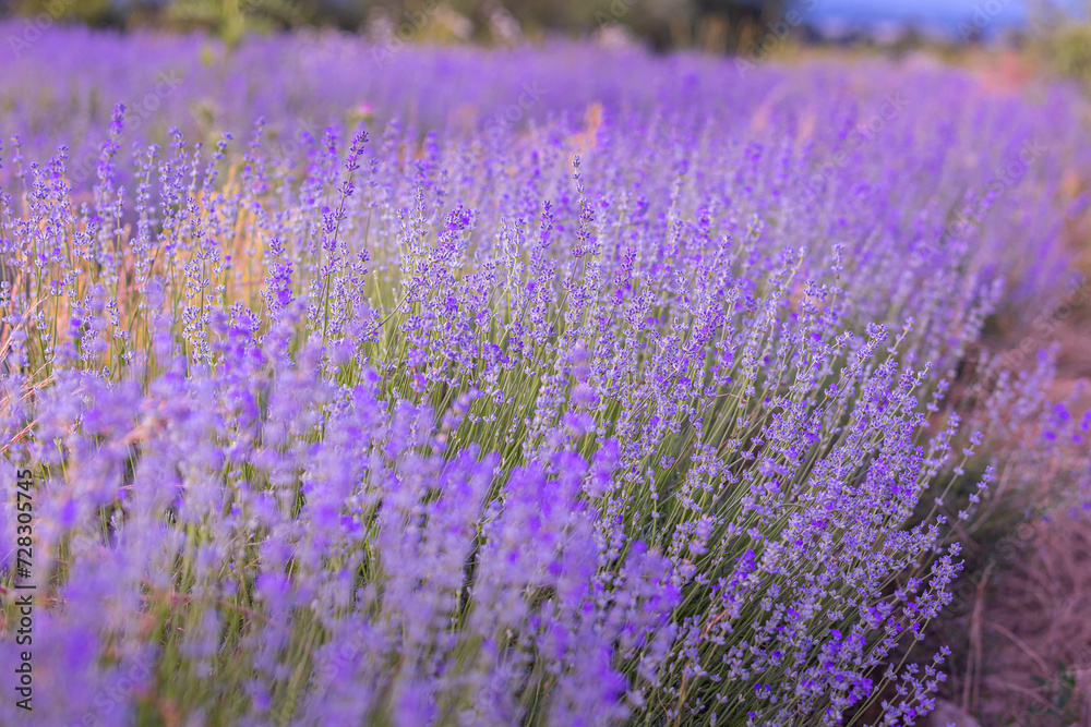 Obraz premium Lavender flower background purple colors