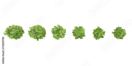 3d illustration of Columnar hornbeam garden plants isolated on transparent background from the top view High resolution for digital composition