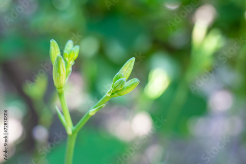unopened buds of garden lily flowers on a green garden background, selective focus. Growing lilies