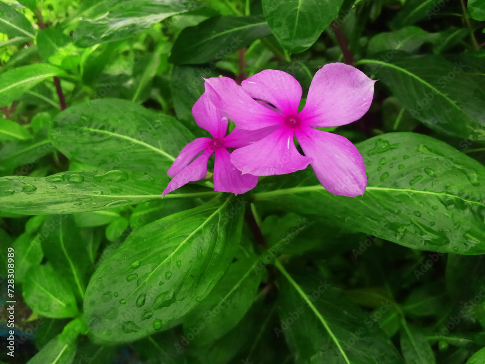 beautiful flowers and plants beautiful flowers and plants