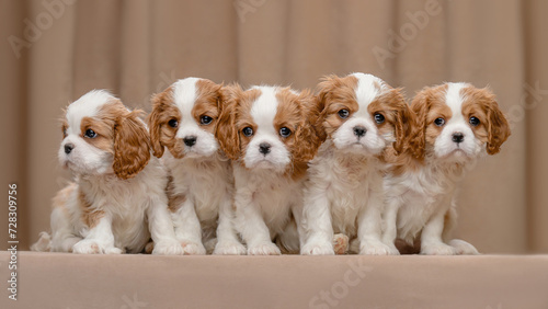five Cavalier Charles King Spaniel puppies on a beige background