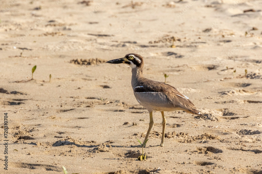 Obraz premium Beach stone-curlew (Esacus magnirostris), Shoalhaven Heads, NSW, January 2024
