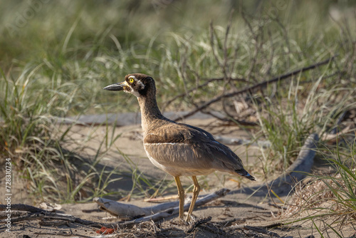 Beach stone-curlew  Esacus magnirostris   Shoalhaven Heads  NSW  January 2024