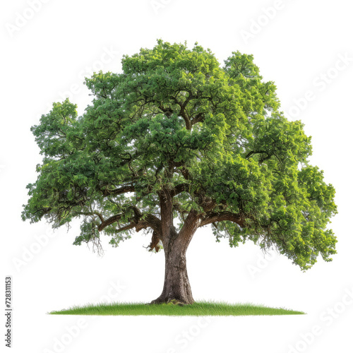 Oak tree isolated on white background