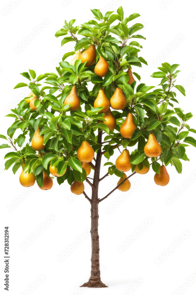Pear tree with fruits isolated on a white background