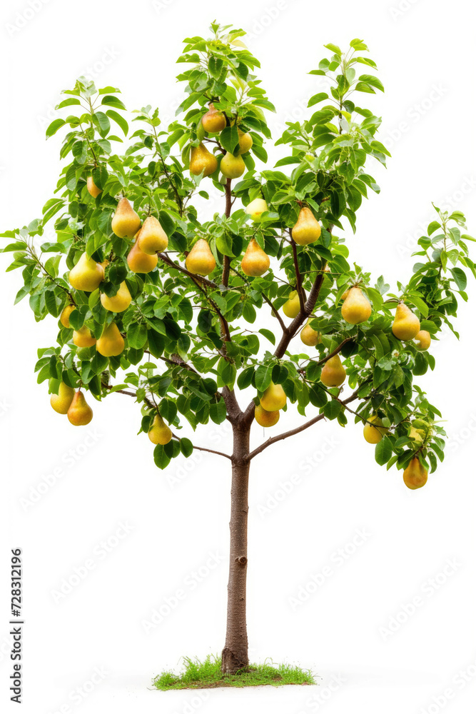 Pear tree with fruits isolated on a white background